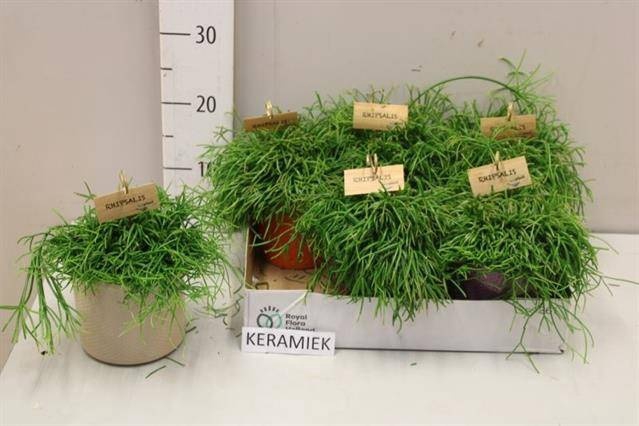 <h4>RHIPSALIS BA OASIS</h4>