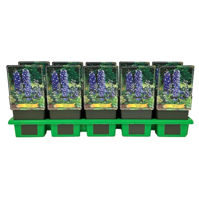 Delphinium