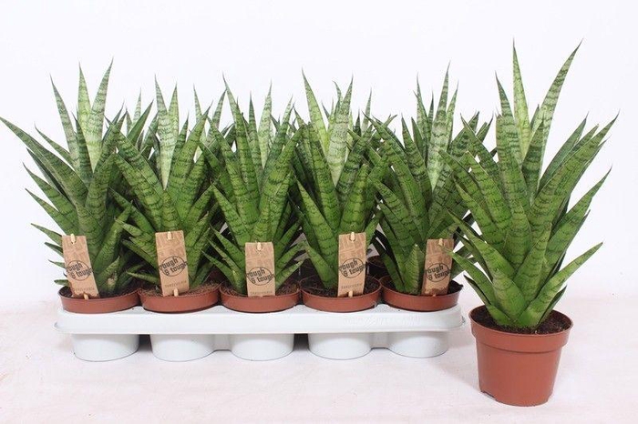 <h4>Sansevieria Tough Lady</h4>