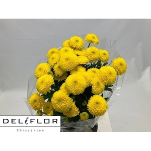 CHR T LIMONCELLO