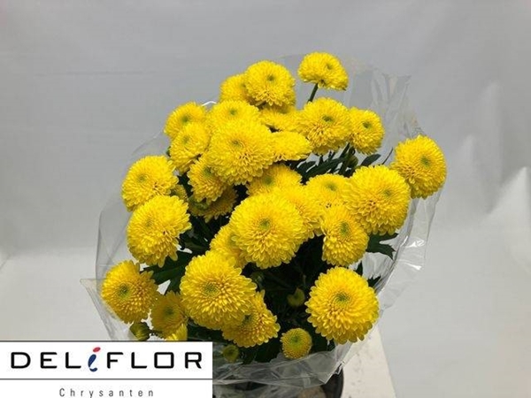 <h4>CHR T LIMONCELLO</h4>