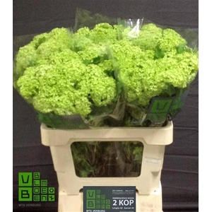 Viburnum Roseum St