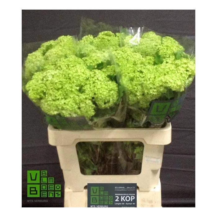 <h4>Viburnum Roseum St</h4>