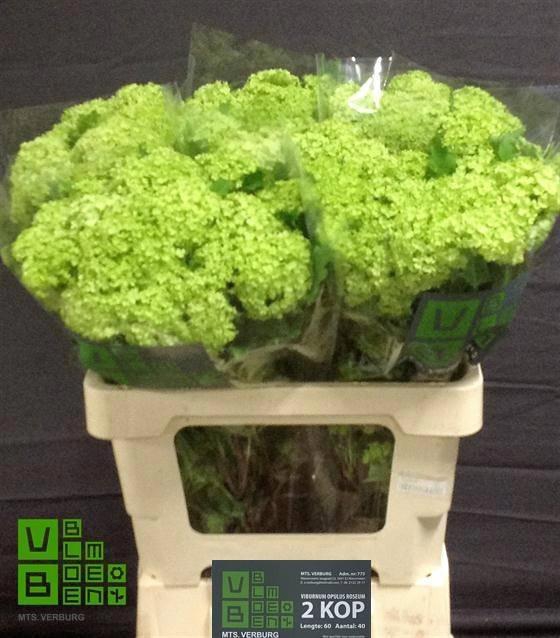 Viburnum Roseum St