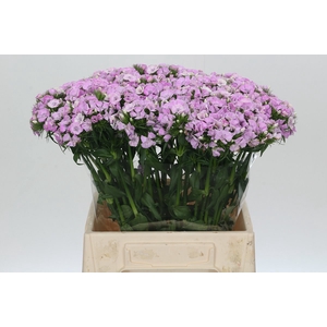 Dianthus Br Aston Villa