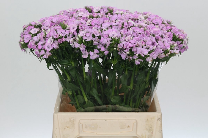 <h4>Dianthus Br Aston Villa</h4>