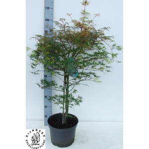 ACER PALM DISSECTUM