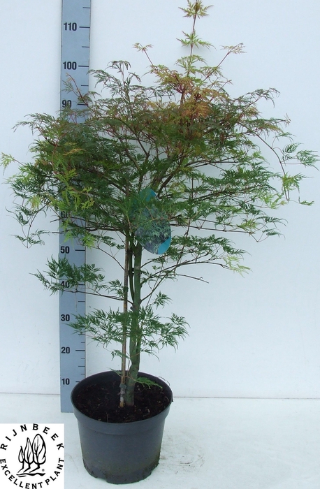 <h4>ACER PALM DISSECTUM</h4>