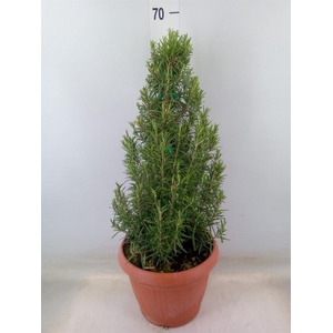 Rosmarinus officinalis   ...