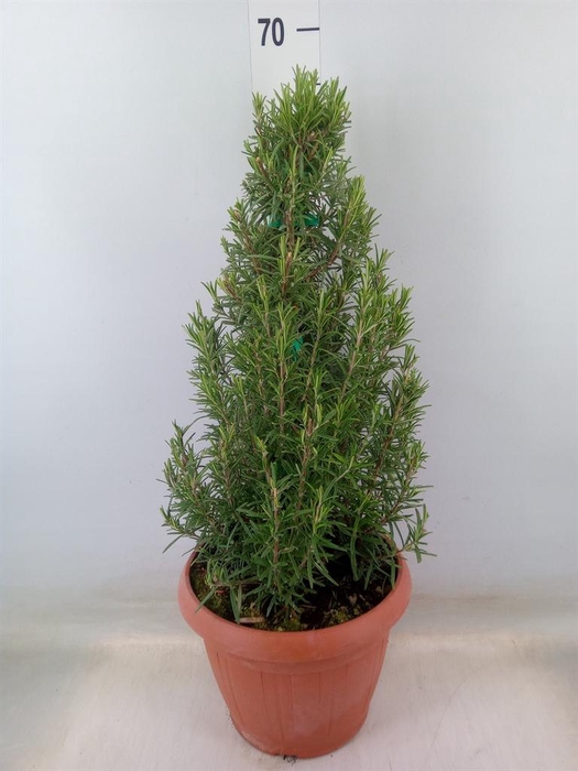 <h4>Rosmarinus officinalis   ...</h4>