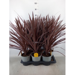 Cordyline austr. 'Red Star'