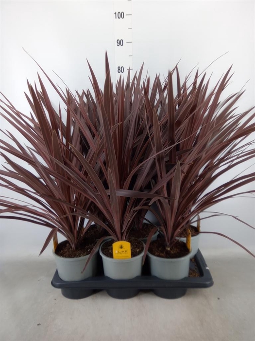 <h4>Cordyline austr. 'Red Star'</h4>