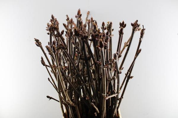 <h4>Kastanje Tak</h4>