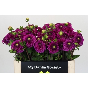 Dahlia Purple Fox
