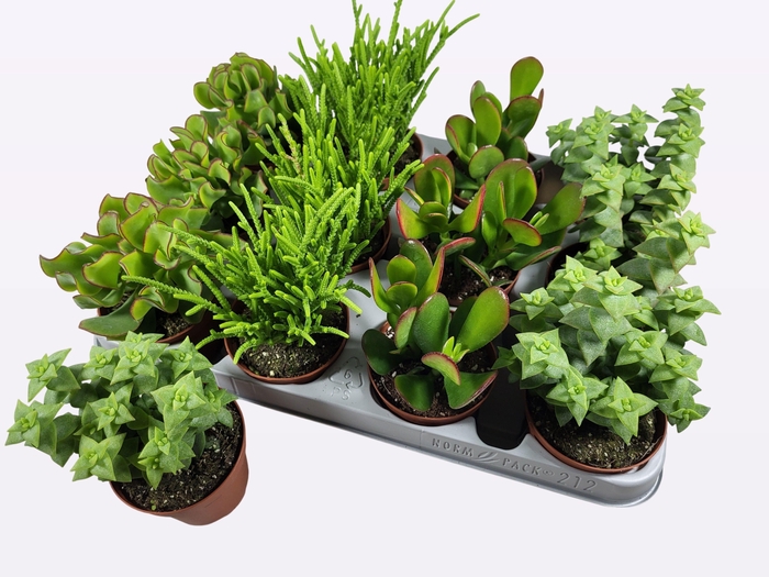 <h4>CRASS OVERIG</h4>