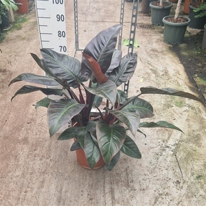 Philodendron Imperial red