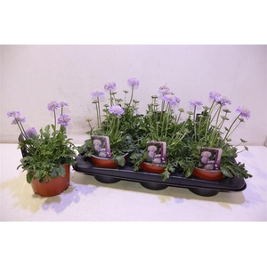 Scab Co Butterfly Bl