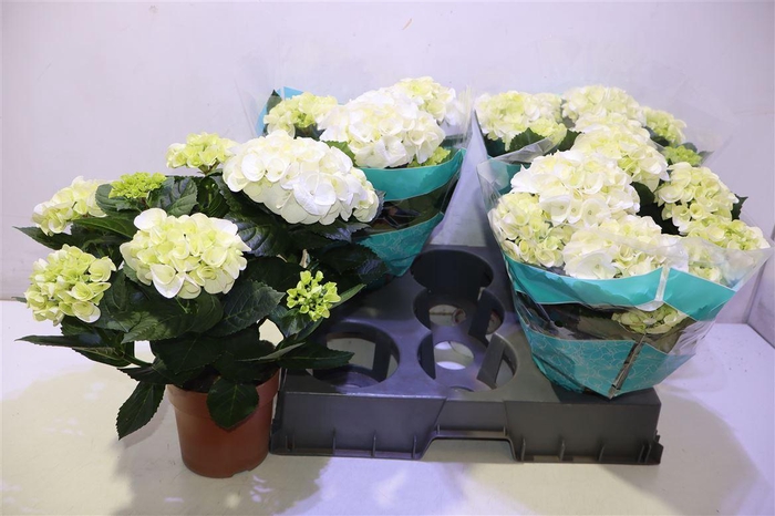 <h4>arr8 Hydr M Hi Ice</h4>