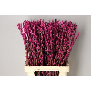 Salix Snowflake 70cm Erica