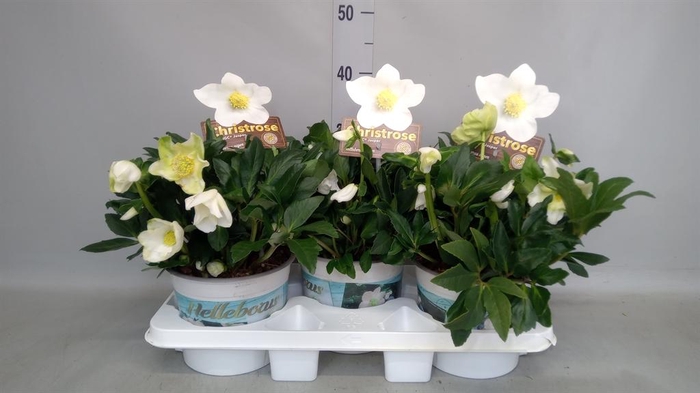 <h4>Helleborus niger 'Jasper'</h4>