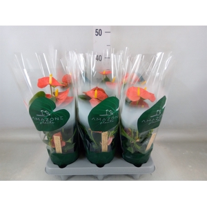Anthurium andr. 'Solara'