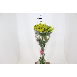 ALSTROEMERIA LEMON 080 CM