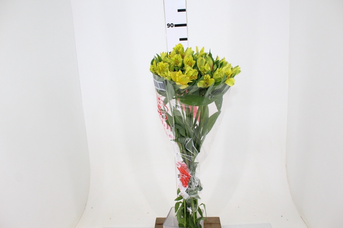 ALSTROEMERIA LEMON 080 CM