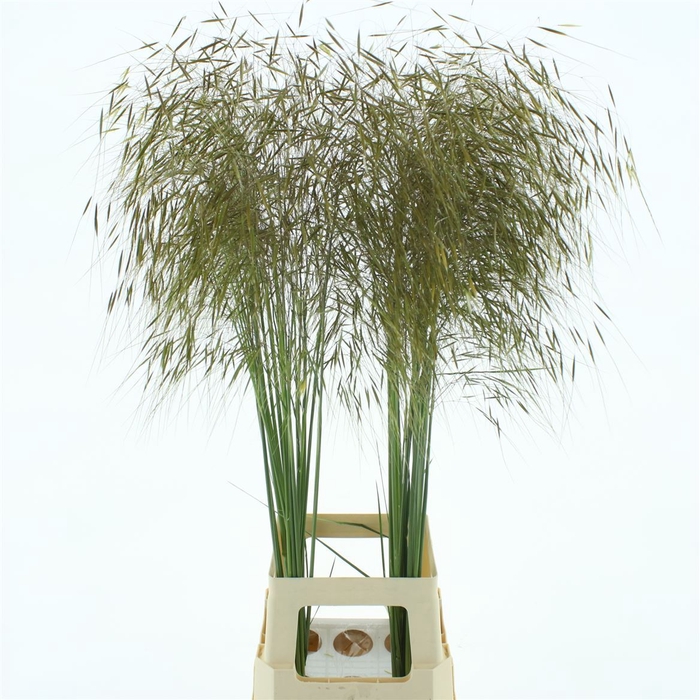 <h4>Stipa Gold X 60</h4>