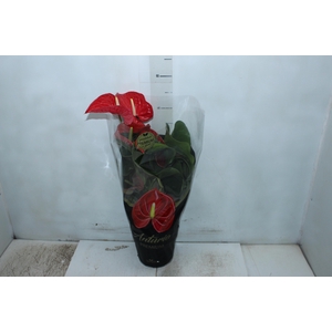 ANTHURIUM MICHIGAN P17 PREMIUM