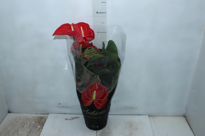 <h4>ANTHURIUM MICHIGAN P17 PREMIUM</h4>