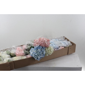 Hydr Mix Assorted Select x10