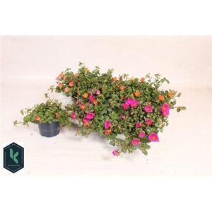 Portulaca gemengd