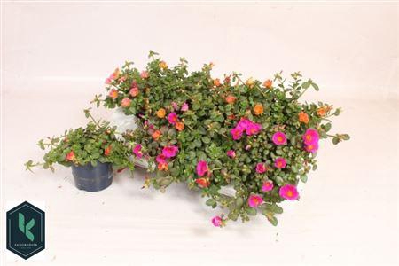 <h4>Portulaca gemengd</h4>