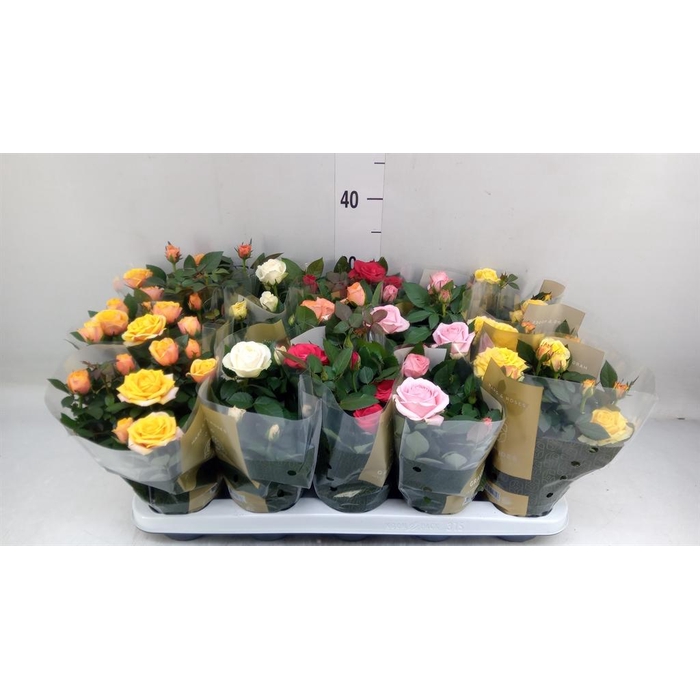 <h4>Rosa  'Kordana Grande'   ...mix</h4>