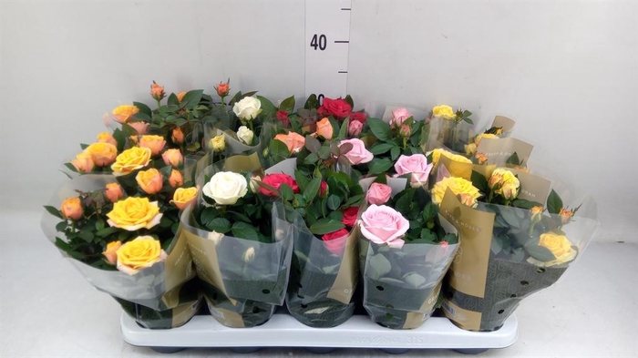 Rosa  'Kordana Grande'   ...mix