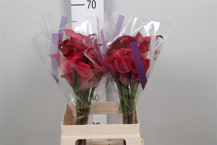 <h4>Zant Red Charm</h4>