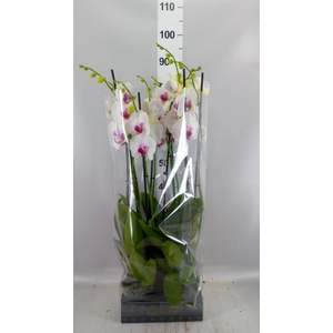 Phalaenopsis  'Red Lips'