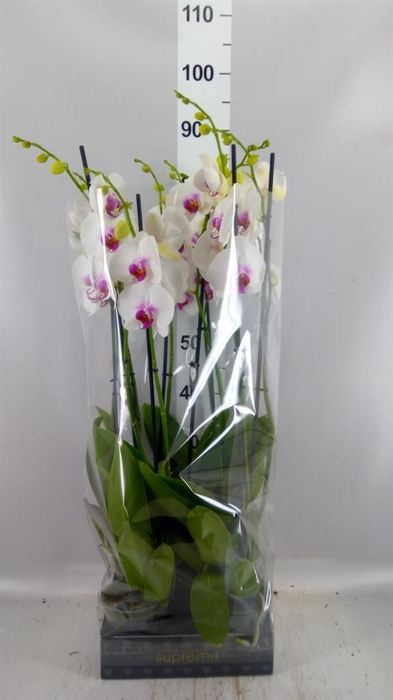 <h4>Phalaenopsis  'Red Lips'</h4>
