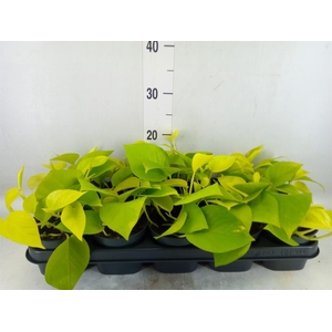 Epipremnum pinn. 'Golden Pothos'