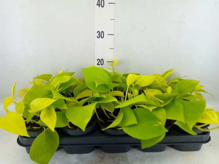 <h4>Epipremnum pinn. 'Golden Pothos'</h4>