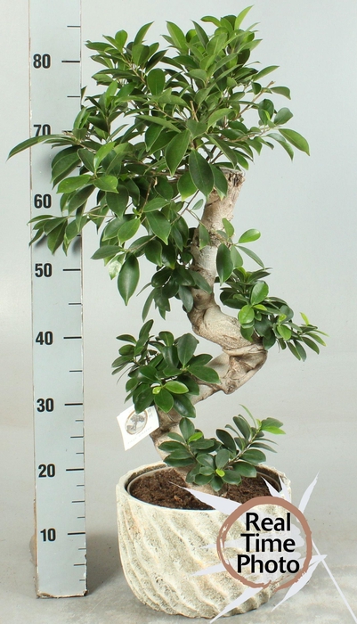 <h4>FIC MI GINSENG</h4>