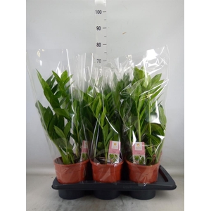 Zamioculcas zamiifolia 'Pixie'