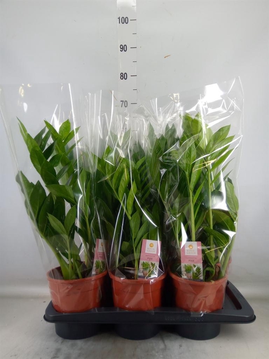 <h4>Zamioculcas zamiifolia 'Pixie'</h4>