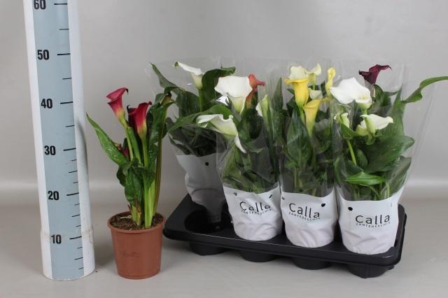 <h4>ZANT GEM 5 KL</h4>