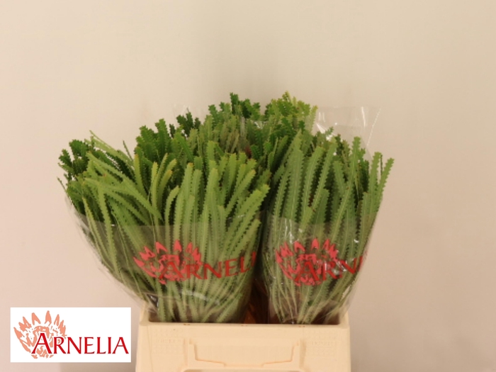 <h4>BANKSIA HOOKERIANA</h4>