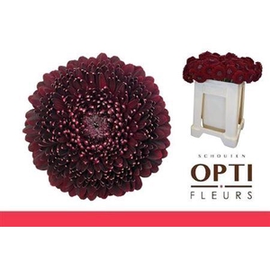 Ge Mb Pom Blackpearl