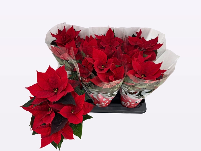 <h4>EUPHOR P FREYA</h4>