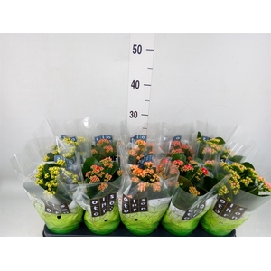 Kalanchoe blos.   ..rosebud mix  4