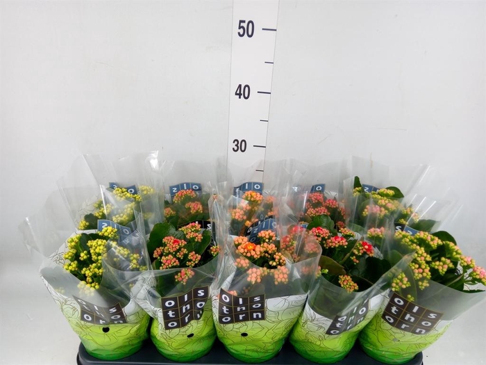 <h4>Kalanchoe blos.   ..rosebud mix  4</h4>