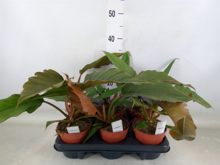 <h4>Philodendron bipinn.</h4>